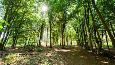 Tilburg transformeert Drasse Driehoek: nieuwe poelen, stuwen en wandelpad in Stadsbos013