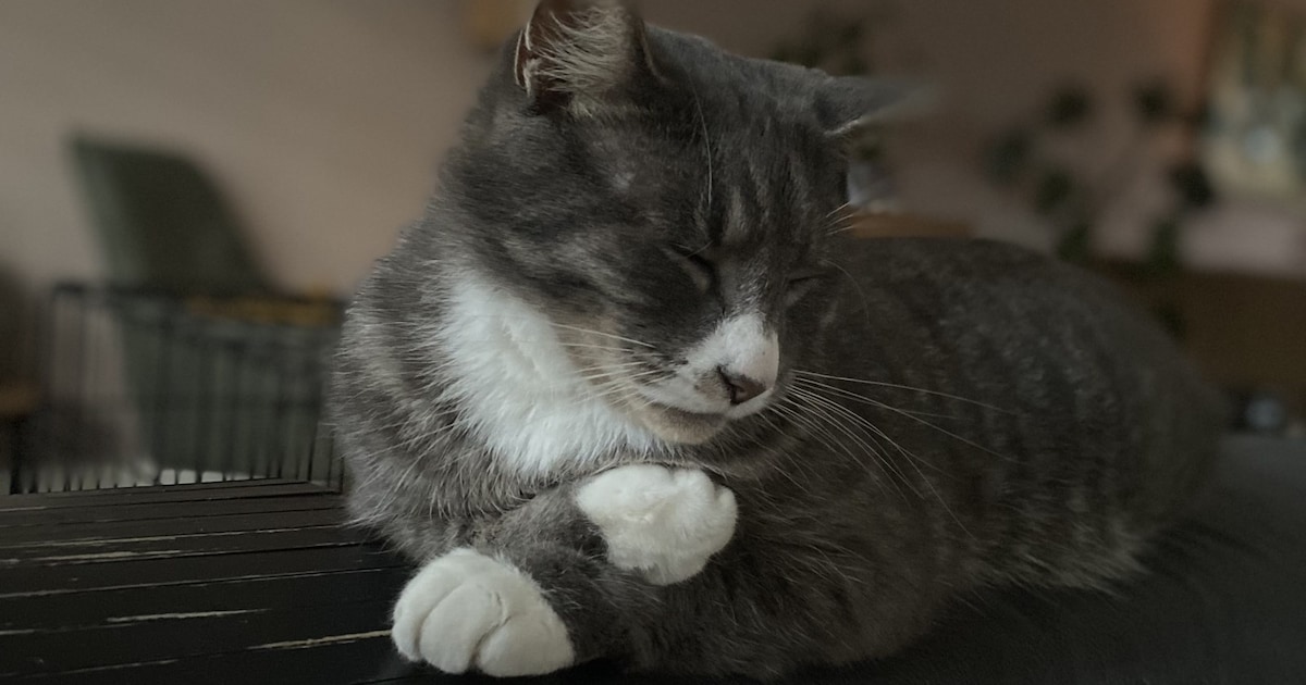 Heb jij Basje of Spikey gezien? Deze twee huisdieren worden in Noordenveld vermist