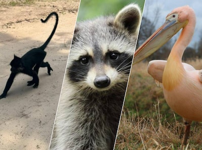 Beekse Bergen-aapje al weken vermist: deze dieren ontsnapten nog meer