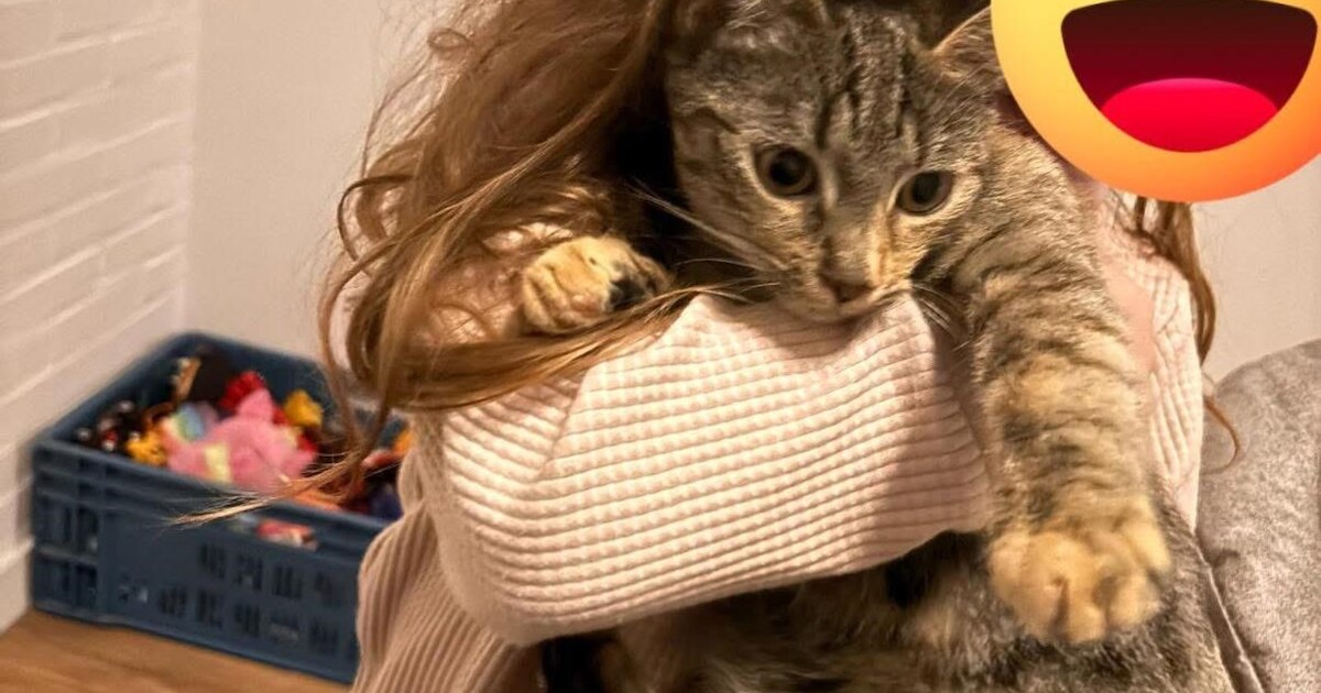 Heb jij Diva of Mia gezien? Deze twee huisdieren worden in Wageningen vermist