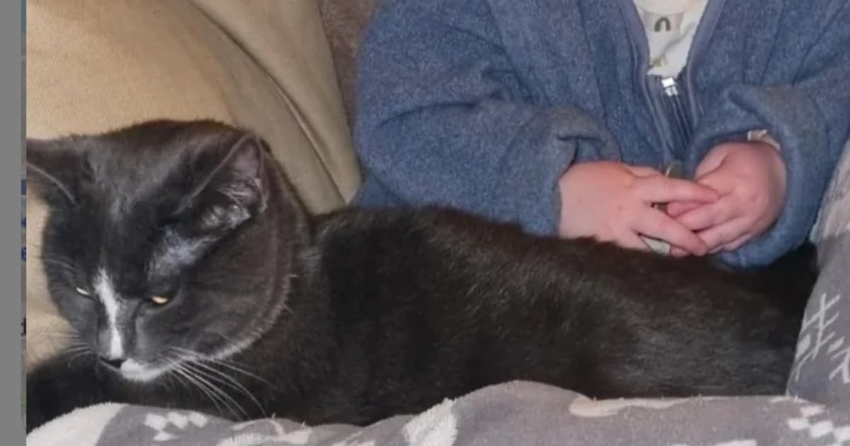 Heb jij Bo, Boef of Jip gezien? Deze vier huisdieren worden in Stede Broec vermist