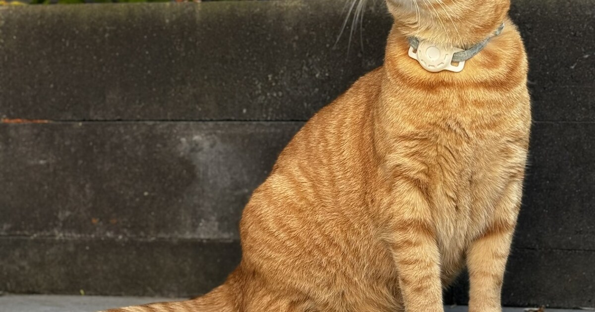 Heb jij Skittle gezien? Dit huisdier wordt in Steenbergen vermist