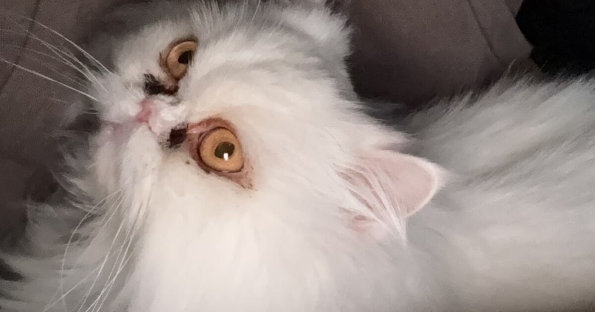 Heb jij Ivy gezien? Dit huisdier wordt in Dongen vermist