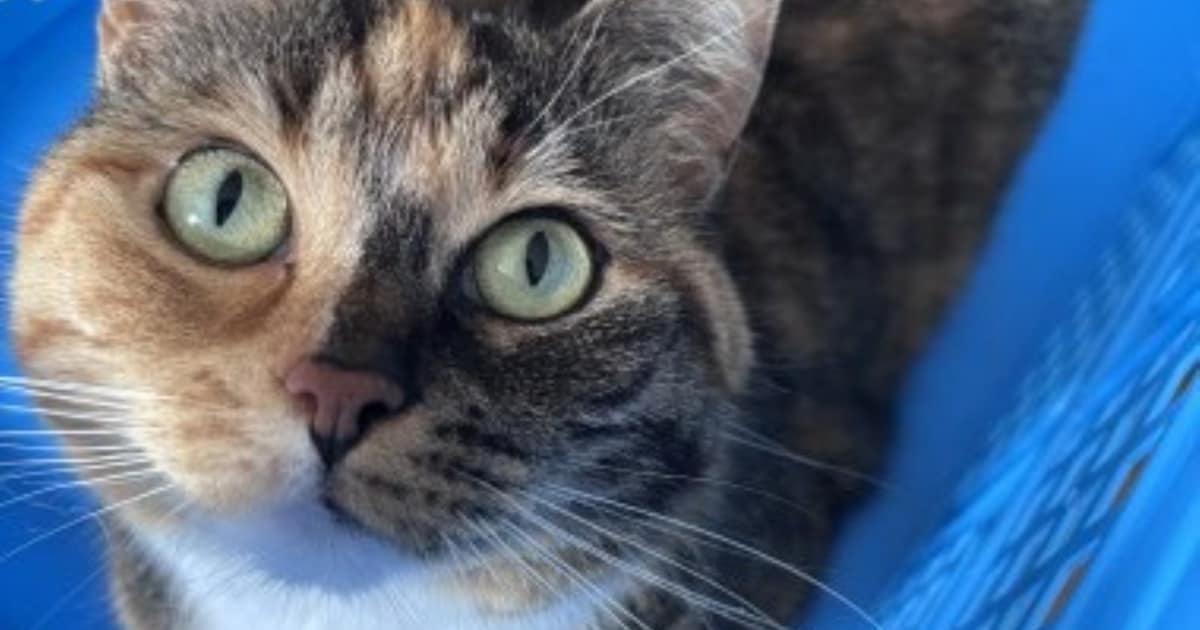 Heb jij Dotje gezien? Dit huisdier wordt in Gulpen-Wittem vermist