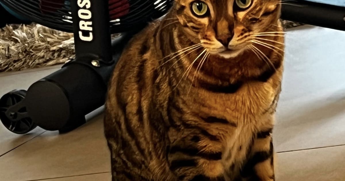 Heb jij Quick gezien? Dit huisdier wordt in Diemen vermist