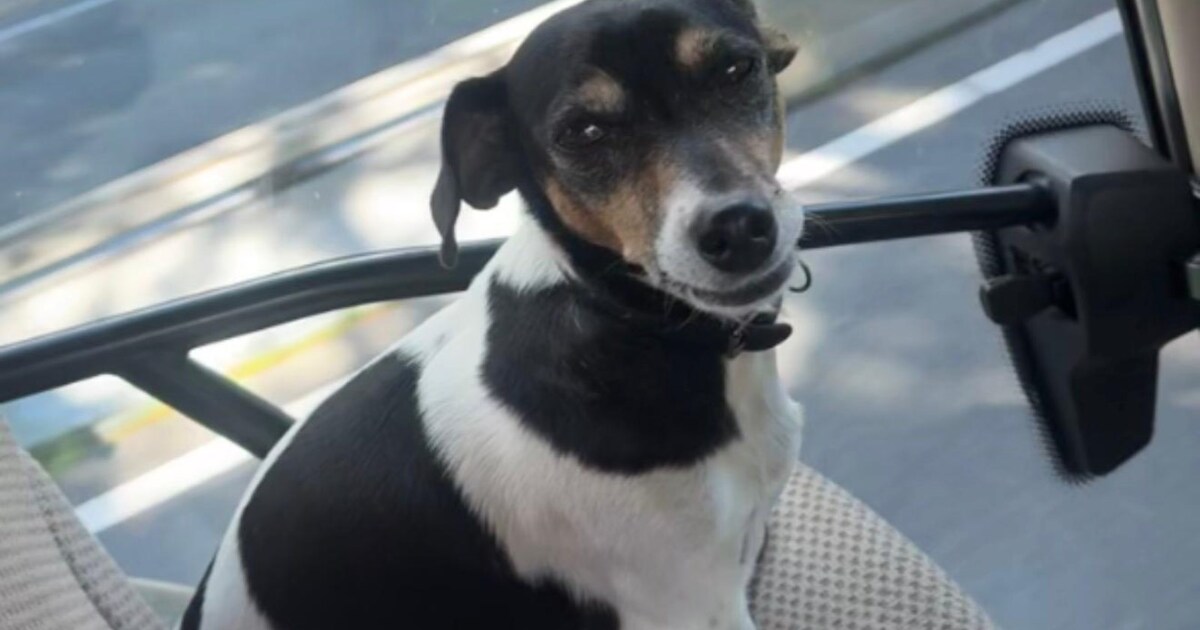 Heb jij Wiesje gezien? Dit huisdier wordt in Wassenaar vermist