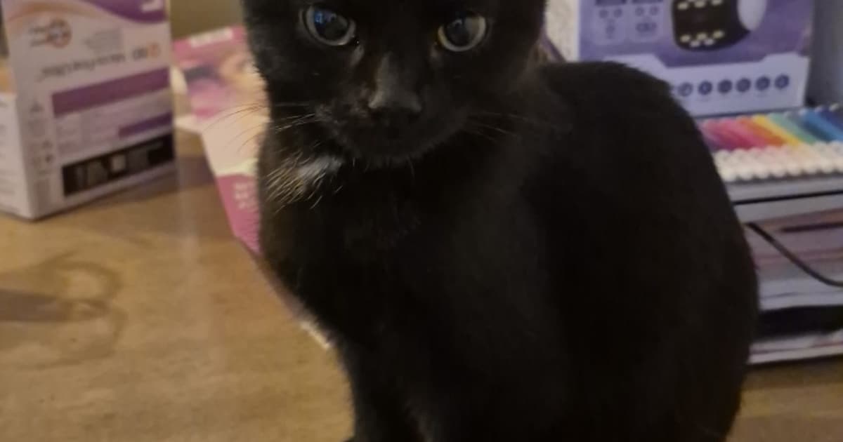 Heb jij Mabel gezien? Dit huisdier wordt in Veendam vermist