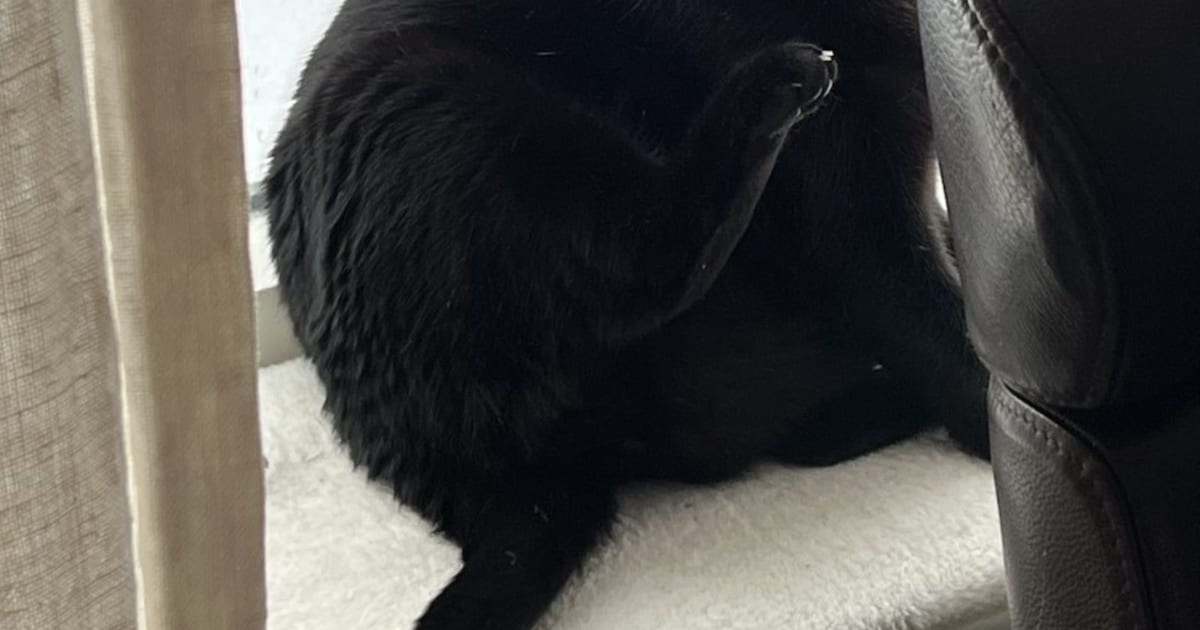 Heb jij Boemi of Lieve gezien? Deze twee huisdieren worden in Amstelveen vermist