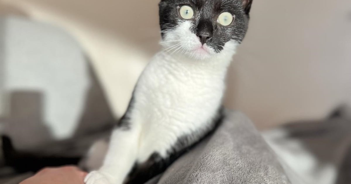 Heb jij James of Floortje gezien? Deze twee huisdieren worden in Renkum vermist