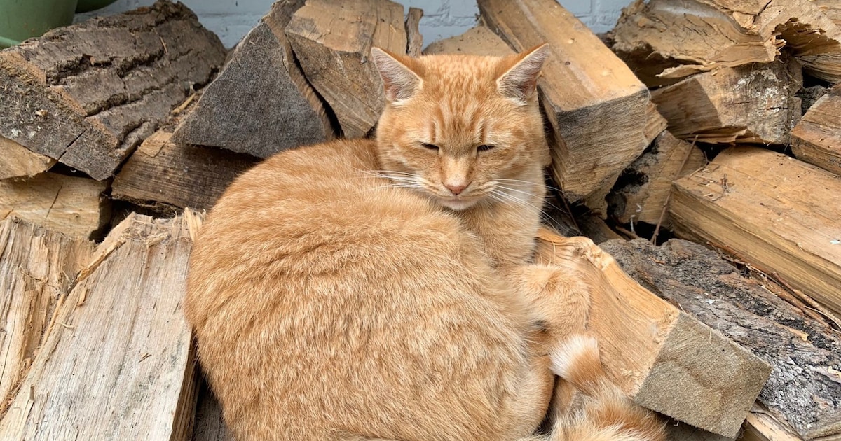 Heb jij Puck gezien? Dit huisdier wordt in Soest vermist