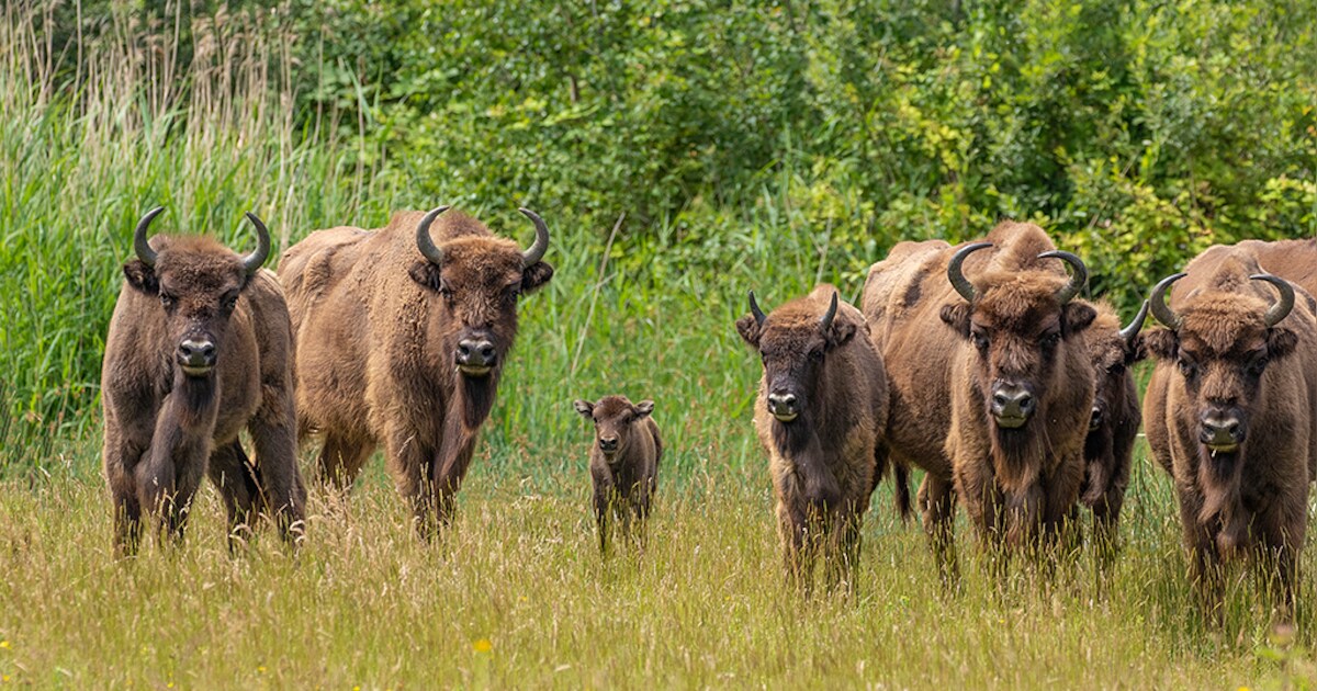 Bizons verhuizen van Veluwe en Lelystad naar Denemarken om voor gezonde aanwas te zorgen