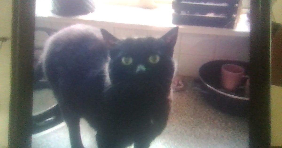 Heb jij Koekoe, Bibi of Nala gezien? Deze drie huisdieren worden in Zeewolde vermist