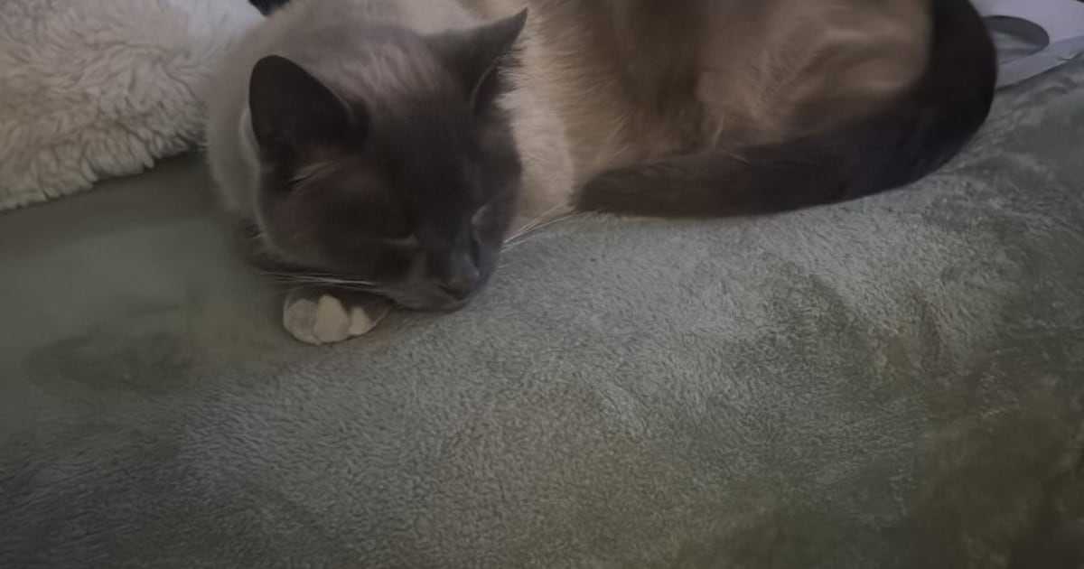 Heb jij Muts, Diego of Yuki gezien? Deze drie huisdieren worden in Velsen vermist