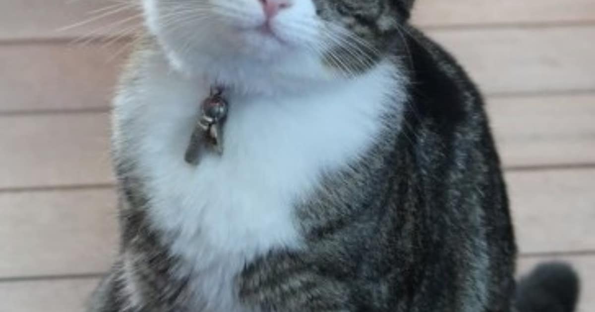 Heb jij Lilo gezien? Dit huisdier wordt in Leiderdorp vermist