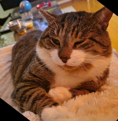 Heb jij Marsik, Nera of Bobbi gezien? Deze 10 huisdieren worden in Apeldoorn vermist