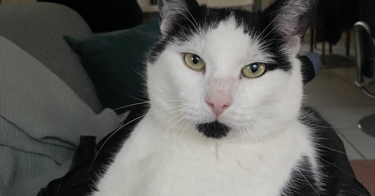 Heb jij Timmie gezien? Dit huisdier wordt in Sliedrecht vermist