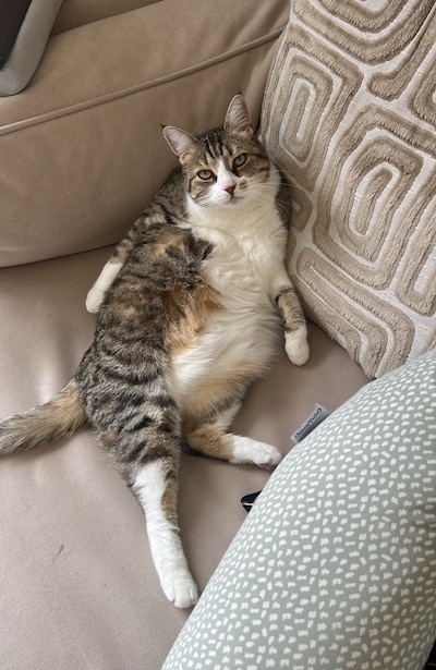 Heb jij Kali of Simmi gezien? Deze twee huisdieren worden in Wageningen vermist