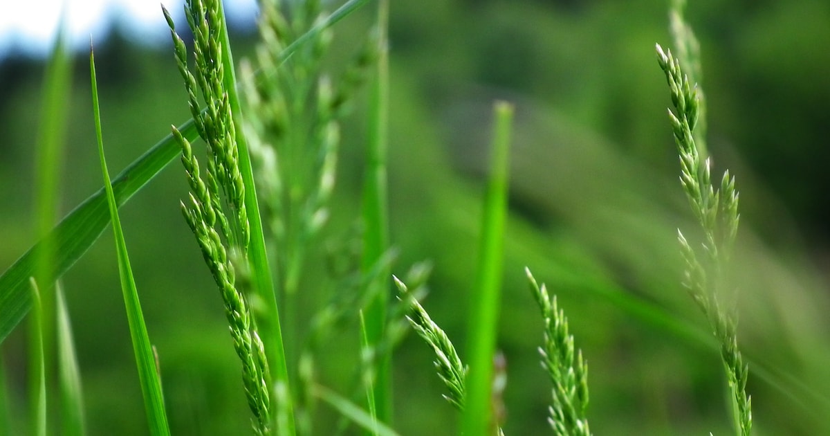 Excursiemiddag bij nieuwe natuurstrook in Heeswijk-Dinther