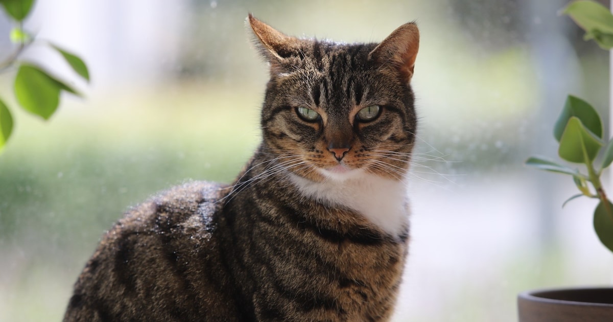Heb jij Tora gezien? Dit huisdier wordt in Nederweert vermist