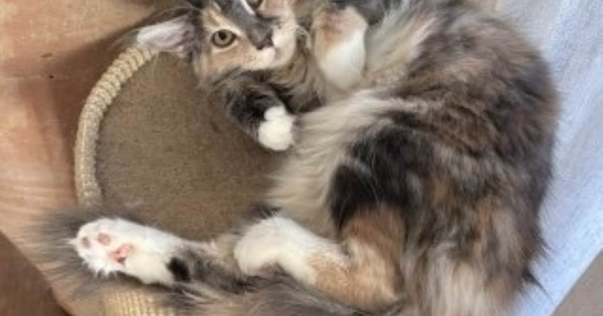 Heb jij Luna of Bentley gezien? Deze twee huisdieren worden in Kaag en Braassem vermist