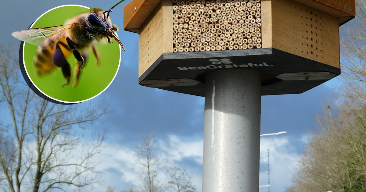 Bijenhotels helpen bijen en moeten bewustzijn creëren: ‘Ze zijn onmisbaar voor onze voedselvoorzieni