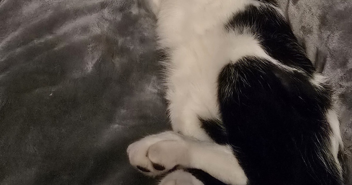 Heb jij Vlekje, Rainbow of Giacomo gezien? Deze drie huisdieren worden in Pijnacker-Nootdorp vermist