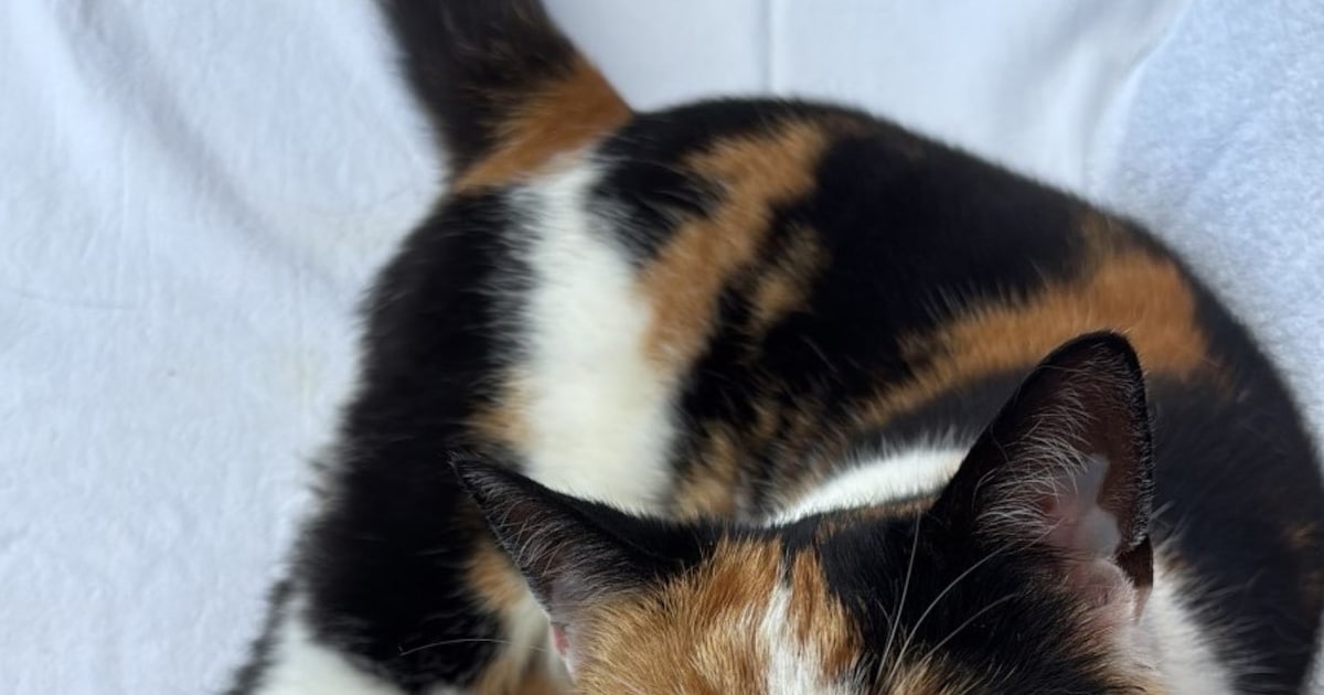 Heb jij Cato of Karli gezien? Deze twee huisdieren worden in Hollands Kroon vermist