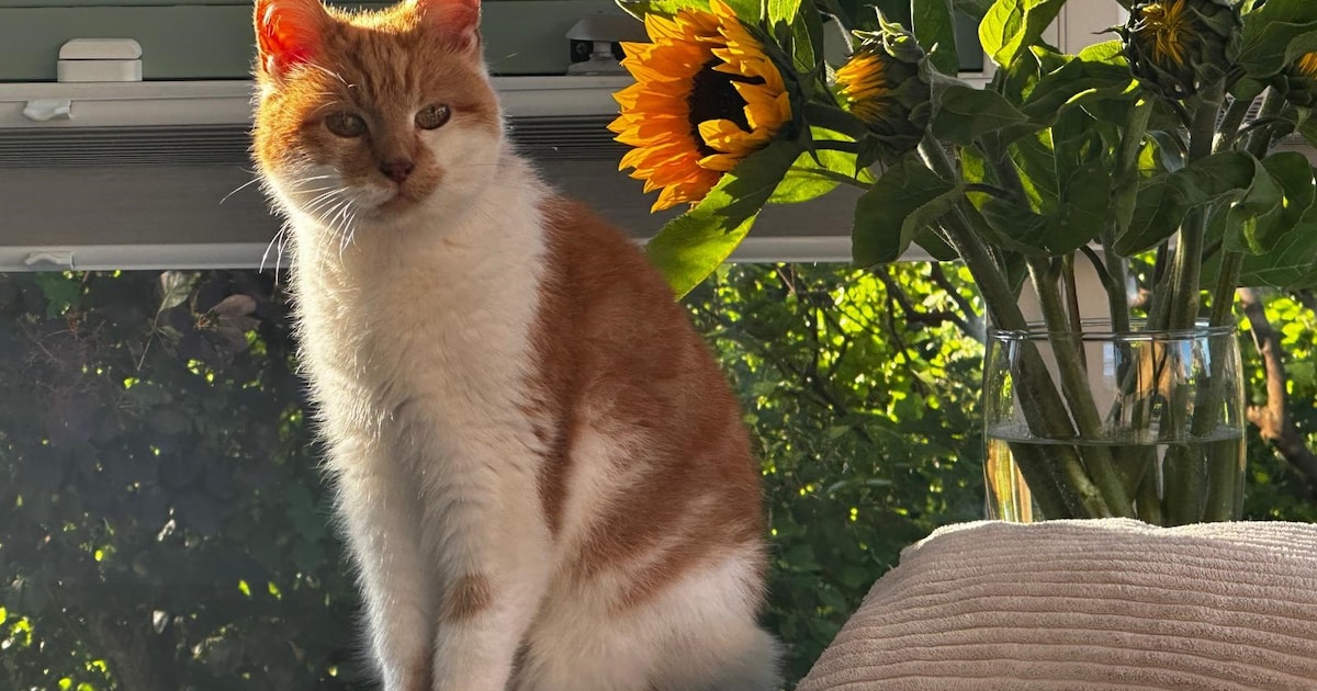 Heb jij Dobber of Poohz gezien? Deze twee huisdieren worden in Leeuwarden vermist