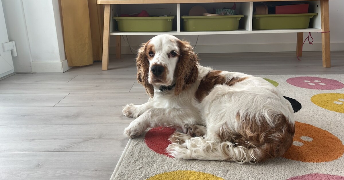 Heb jij Yngwie gezien? Dit huisdier wordt in Montferland vermist