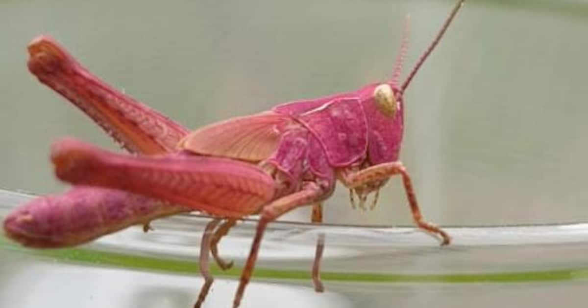 Nauwelijks ‘rozesprinkhaanspotters’ aan de deur bij Edo Zeën in Deventer