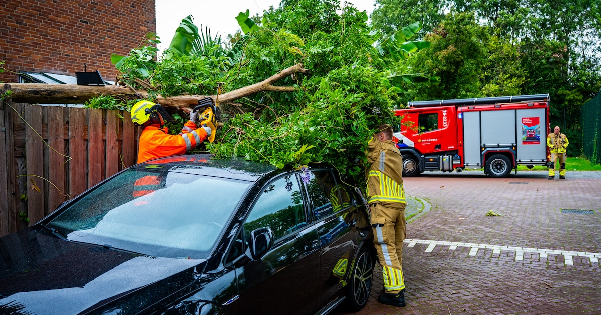Harde wind zorgt voor omgewaaide bomen in Alphen en Waddinxveen