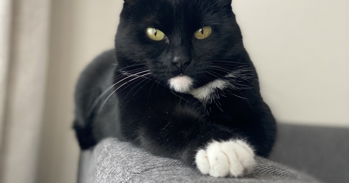 Heb jij Muffin gezien? Dit huisdier wordt in Deurne vermist