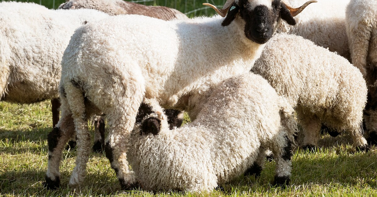 Nieuwe schapen in Griendtsveenpark in Erica | Emmen