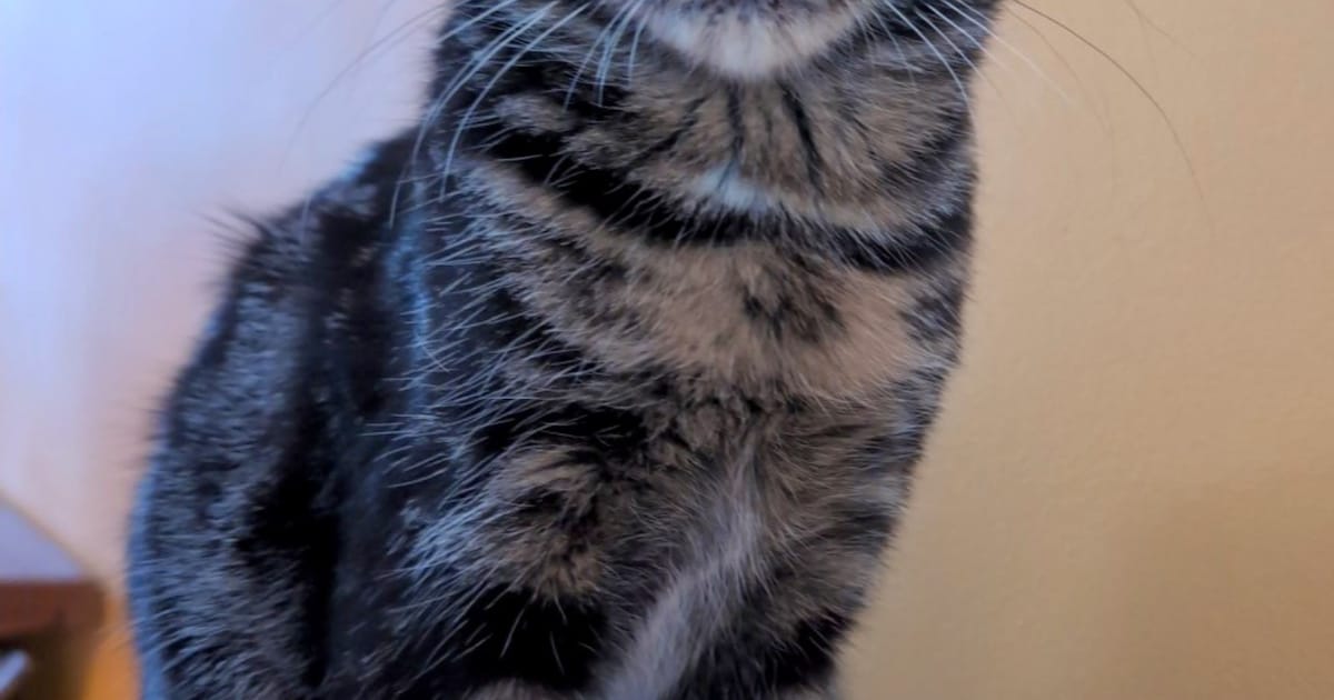 Heb jij Ninja of Leo gezien? Deze twee huisdieren worden in Heiloo vermist