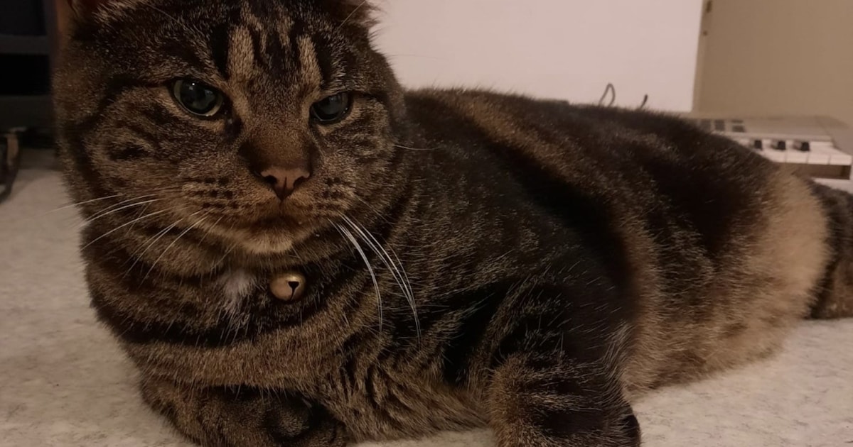 Heb jij Tommy gezien? Dit huisdier wordt in Capelle aan den IJssel vermist