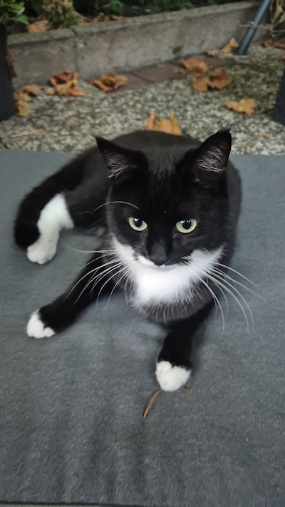 Heb jij Bean gezien? Dit huisdier wordt in Woerden vermist