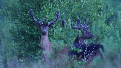 IVN Oost-Veluwezoom houdt filosofische natuurwandeling