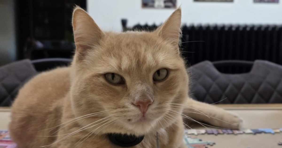 Heb jij Simba gezien? Dit huisdier wordt in Sittard-Geleen vermist