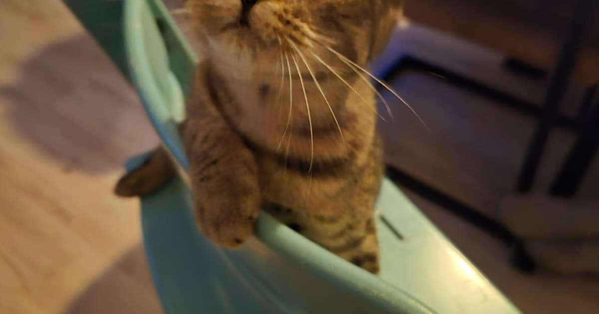 Heb jij Jop of Flow gezien? Deze twee huisdieren worden in Gorinchem vermist
