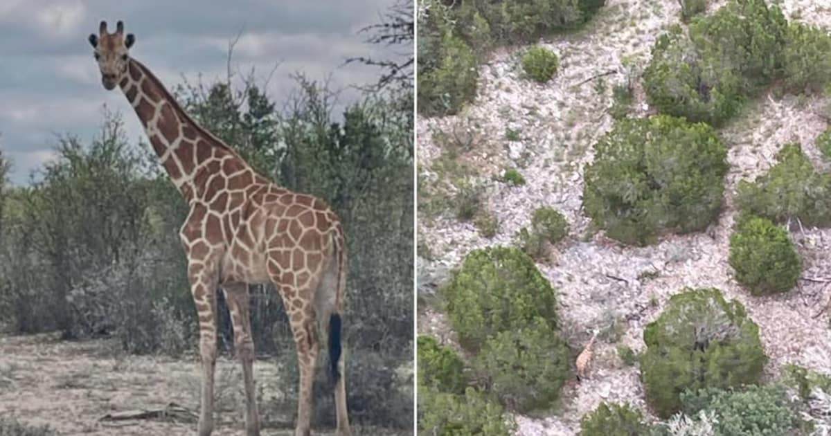 Ontsnapte giraffe Gracie (3) na 2 weken zoeken gelokaliseerd in Texas, eigenaar zette zelfs helikopt