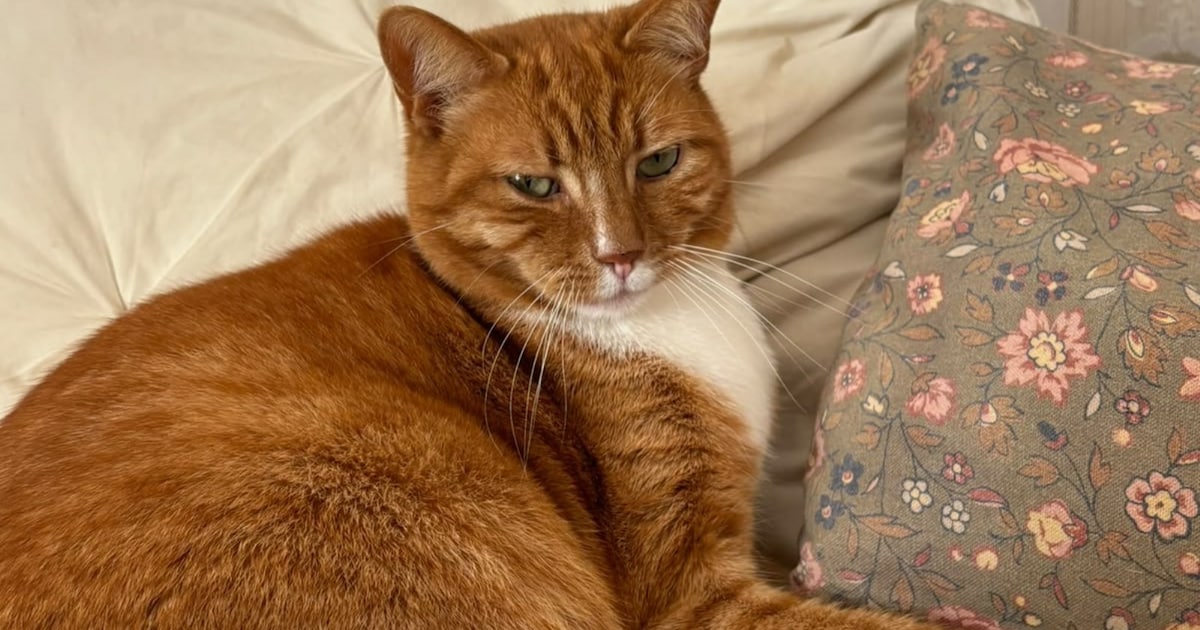 Heb jij Elio gezien? Dit huisdier wordt in Wijk bij Duurstede vermist