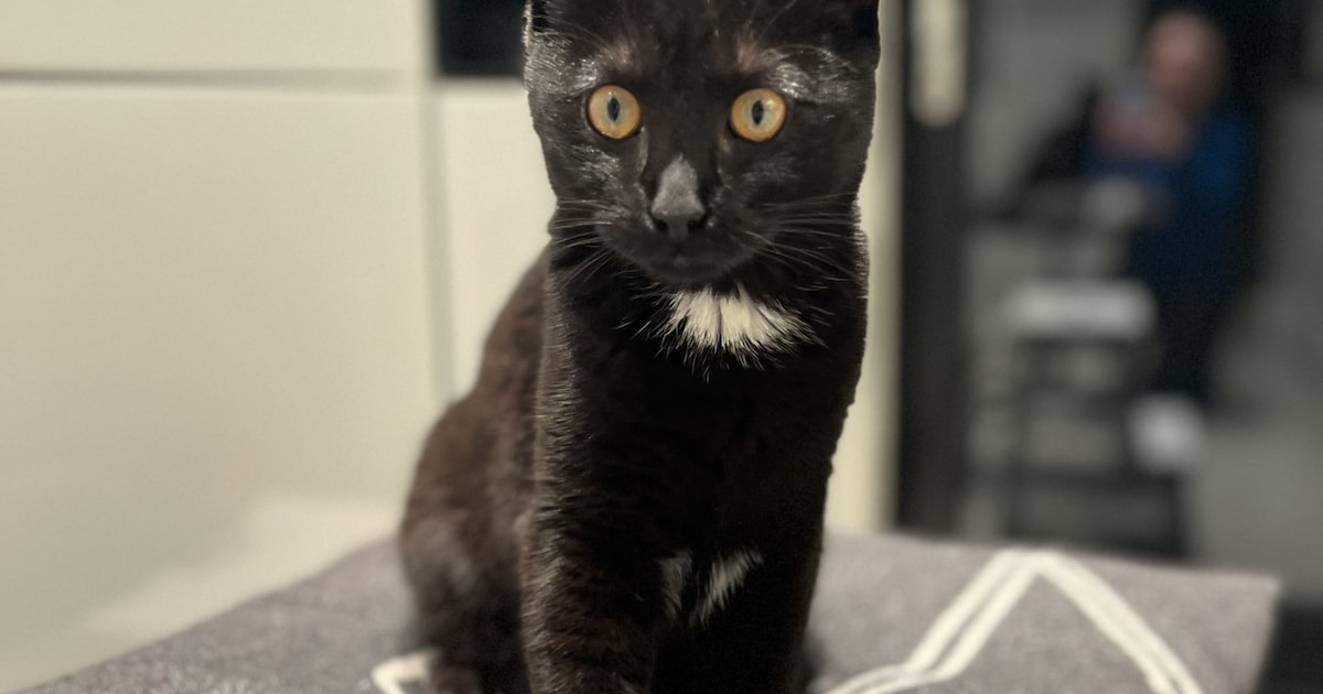 Heb jij Tiny, Rain of Guusje gezien? Deze drie huisdieren worden in Velsen vermist