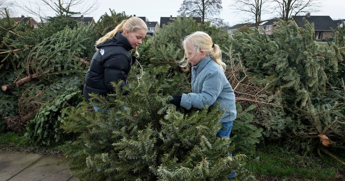 Kerstbomenactie in Maassluis uitgesteld door winterweer