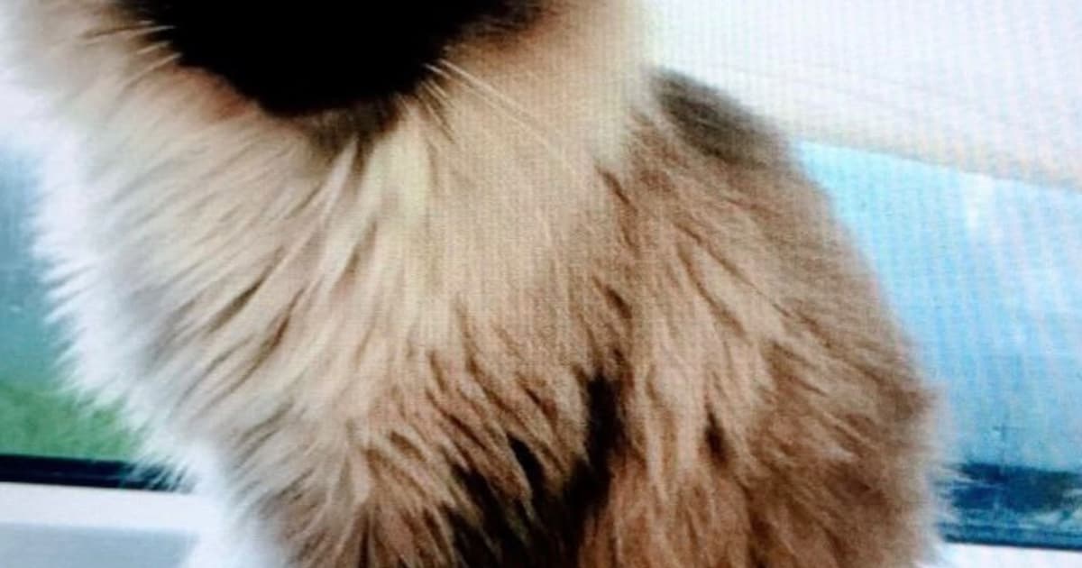 Heb jij Pamuk gezien? Dit huisdier wordt in Etten-Leur vermist