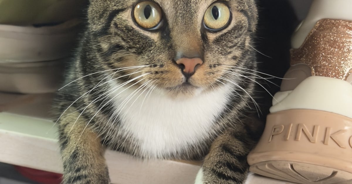 Heb jij Maxi, Fuji of Miep gezien? Deze drie huisdieren worden in Albrandswaard vermist
