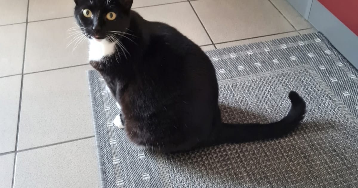 Heb jij Taco of Nina gezien? Deze twee huisdieren worden in Vaals vermist