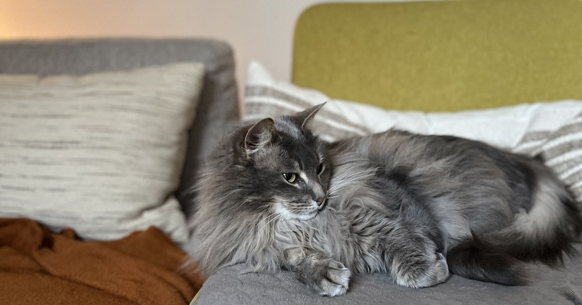 Heb jij Zina, Lily of Yibbi gezien? Deze 11 huisdieren worden in Utrecht vermist