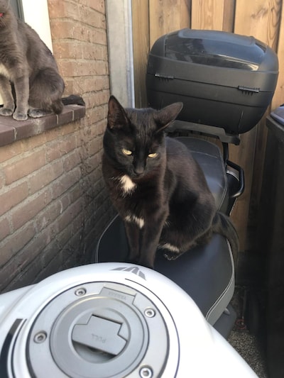 Heb jij Ollie, Bink of Muis gezien? Deze zes huisdieren worden in Nijmegen vermist