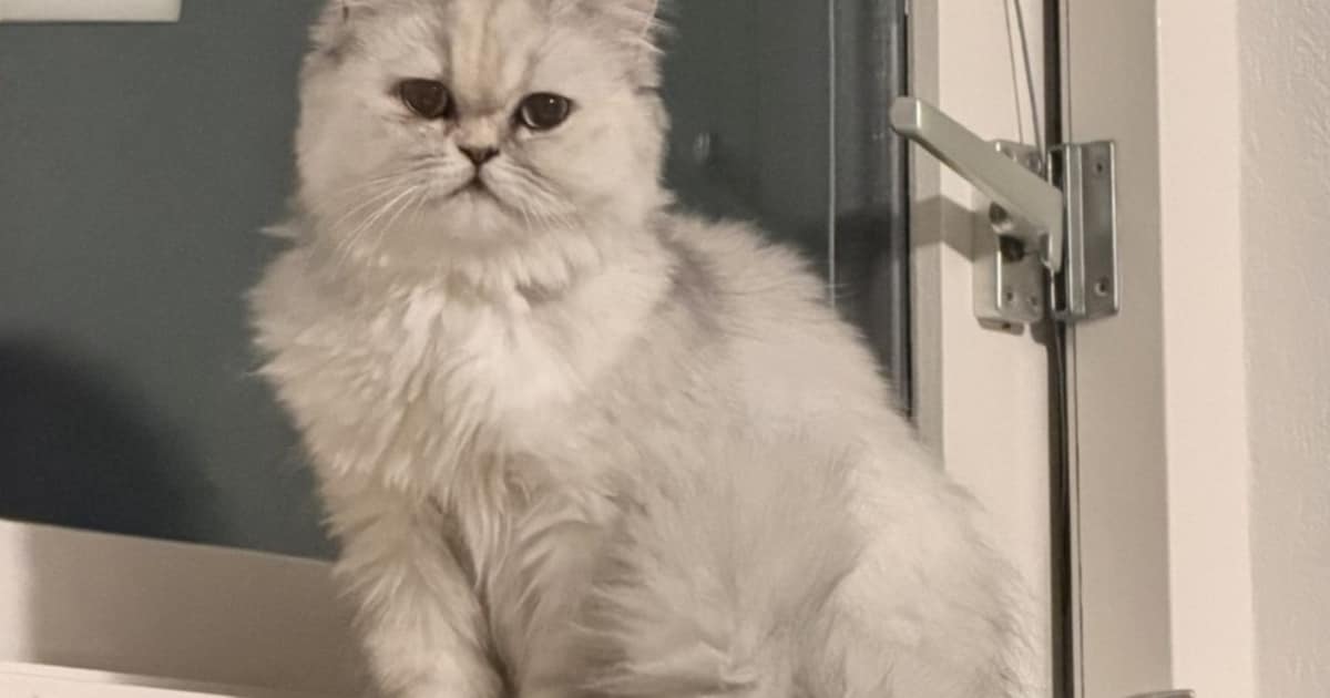 Heb jij Bella of Bodhi gezien? Deze twee huisdieren worden in Beverwijk vermist