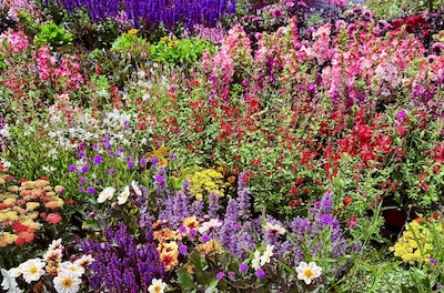 In Boskoop staan zaterdag planten te koop voor 2 euro, zij het met een schoonheidsfoutje